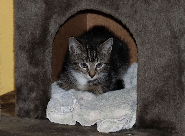 Bild: Katzen und andere Haustiere brauchen an Silvester einen R&uuml;ckzugsort, an dem sie sich sicher f&uuml;hlen