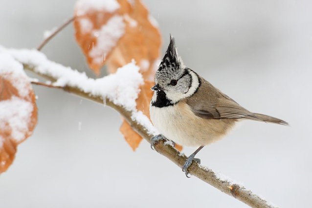Bild: Die Stunde der Winterv&ouml;gel