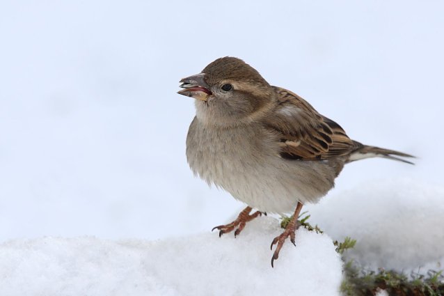 Bild: Die Stunde der Winterv&ouml;gel 2019 - Spatz an der Spitze