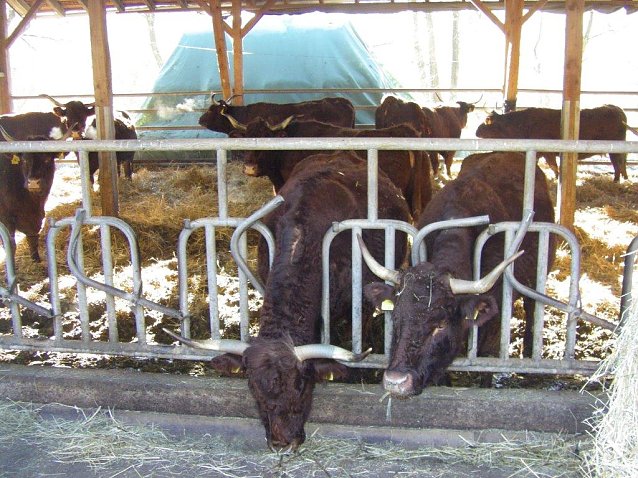 Bild: Liebevoll werden die Tiere betreut