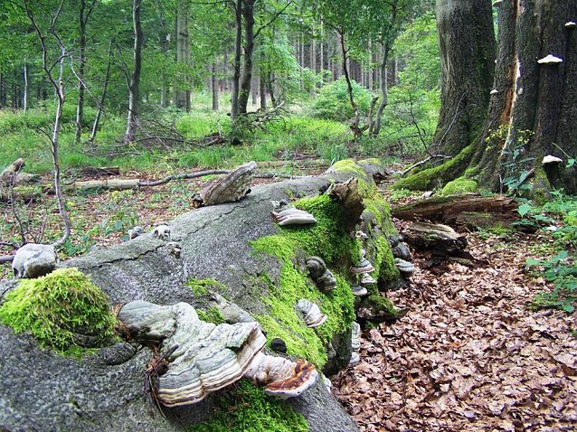 Bild: Bundesumweltbericht lobt naturnahe Waldwirtschaft