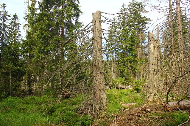 Bild: Waldwildnis im Nationalpark Harz