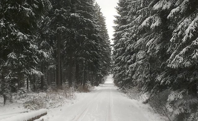 Bild: Winterwald