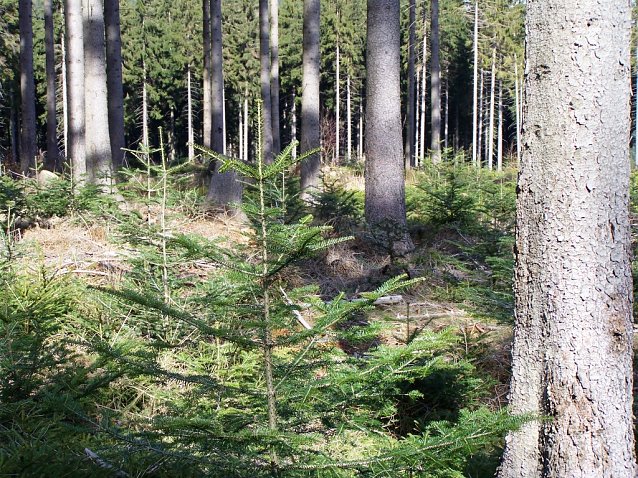 Bild: F&ouml;rster und Waldbesitzer setzen in den Th&uuml;ringer Mittelgebirgslagen u. a. auf die Wei&szlig;tanne (li.). Sie soll dort die Fichte nicht ersetzen, sondern klimastabile Mischbest&auml;nde bilden, erg&auml;nzt um die Buche