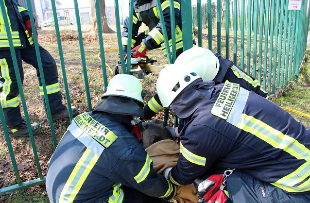 Bild: Reh wird befreit