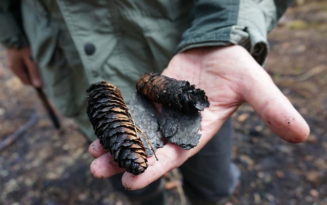 Bild: Waldbr&auml;nde f&uuml;hren zu einem hohen wirtschaftlichen, vor allem aber &ouml;kologischen Schaden � insbesondere f&uuml;r die Flora und gering mobile Tierarten. 