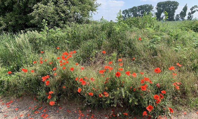 Bild: Mohnblumen bei Nordhausen