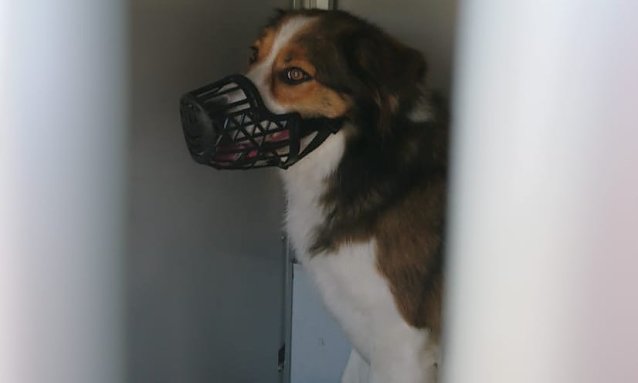 Bild: Dieser Bordes-Collie wR auf der A71 unterwegs