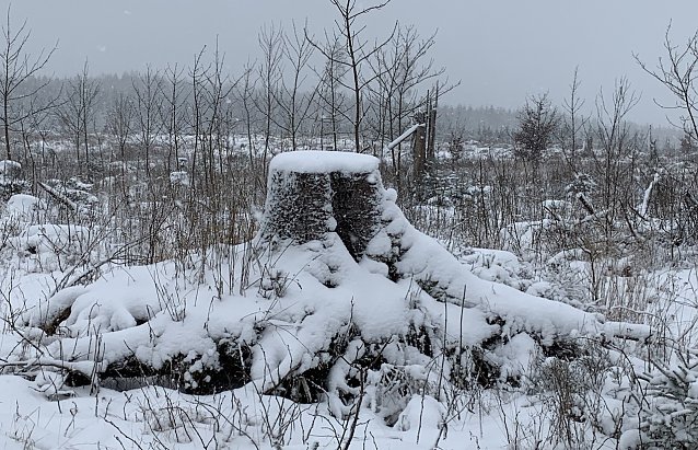 Bild: Abgeholztes Waldst&uuml;ck im harz