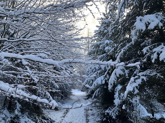 Bild: Im Winterwald bei Sophienhof