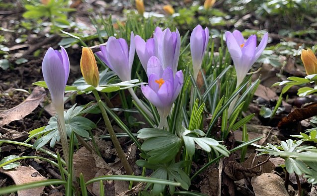 Bild: Fr&uuml;hlingsgru&szlig; im F&ouml;rstemannpark