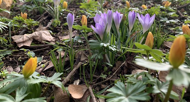Bild: Fr&uuml;hlingsboten im park