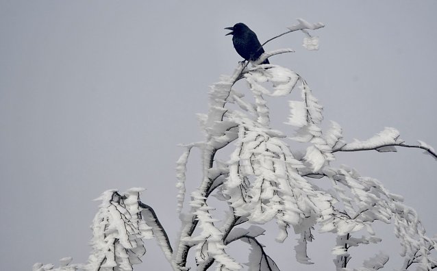 Bild: Sch&auml;dlinge trotz starker Winterk&auml;lte 