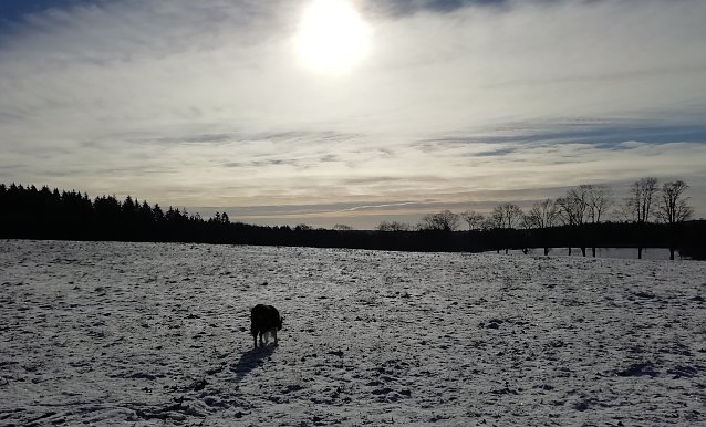 Bild: Feld mit Hund bei Sophienhof