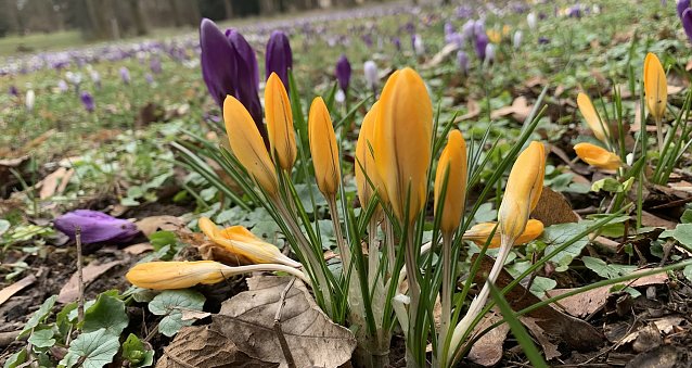 Bild: Im Nordh&auml;user F&ouml;rstemannpark