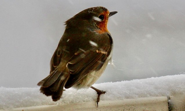 Bild: Rotkehlchen Vogel des Jahres 2021