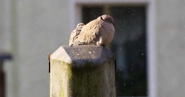 Bild: Lachtauben im April