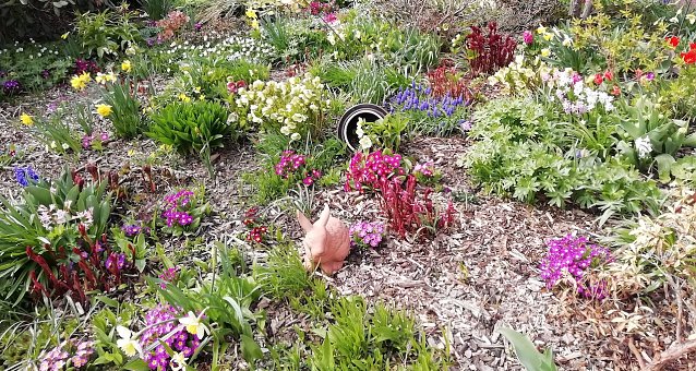 Bild: Trotz niedriger Temperatur, 1.6 Grad, ist der Fr&uuml;hling auch auf einer H&ouml;he von 543 Metern &uuml;ber NN nicht mehr aufzuhalten 