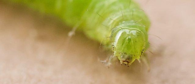 Bild: Wunderwerk der Natur