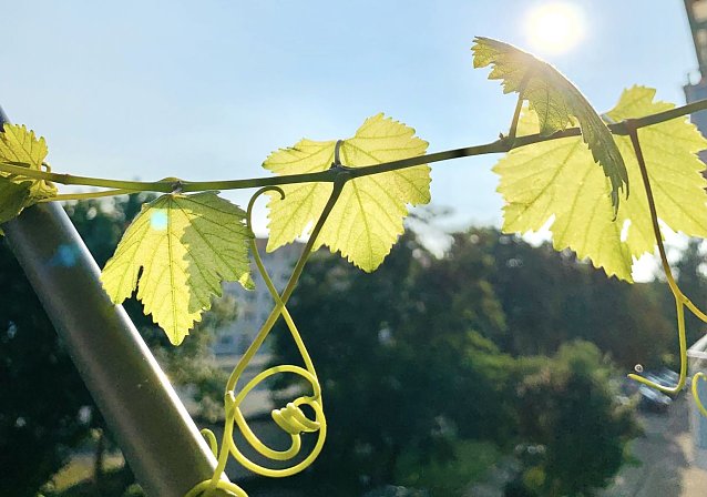 Bild: Sch&ouml;nes Herbstwetter ist in Aussicht