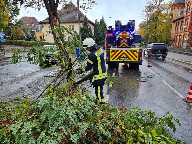 Bild: B&auml;ume mussten von der Stra&szlig;e ger&auml;umt werden 