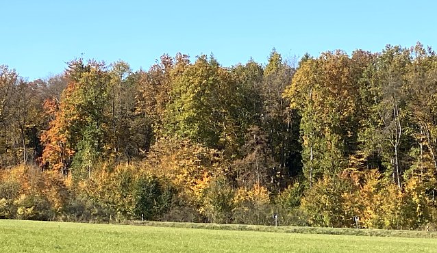 Bild: Herbstwald bei Bad Langenalza