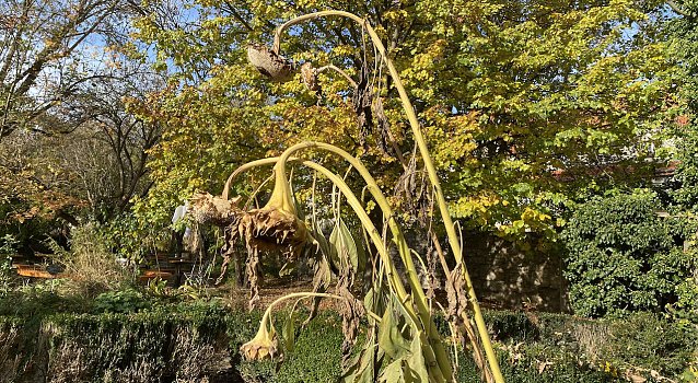 Bild: Verbl&uuml;hte Sonnenblumen