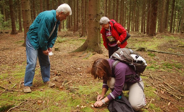 Bild: Pilze sammeln schadet weder dem Pilzbestand, noch dem Wald
