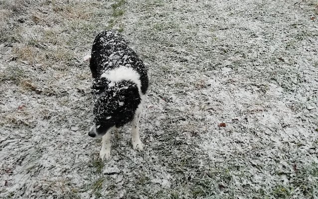 Bild: Die ersten Zeitgenossen haben schon sichtlich Spa&szlig; am Schnee