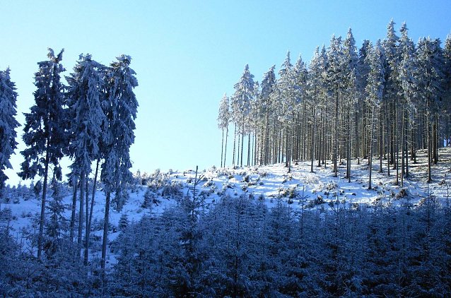 Bild: Dem Klimawandel nicht gewachsen und deshalb dringend zum Mischwald umzubauen: Fichtenwirtschaft im Th&uuml;ringer Wald. Doch ohne die helfende Hand des Waldbesitzers geht es nicht schnell genug  