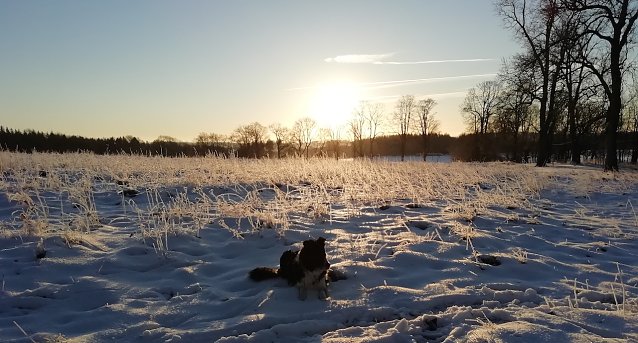Bild: Schneelandschaft bei Sophienhof im Harz
