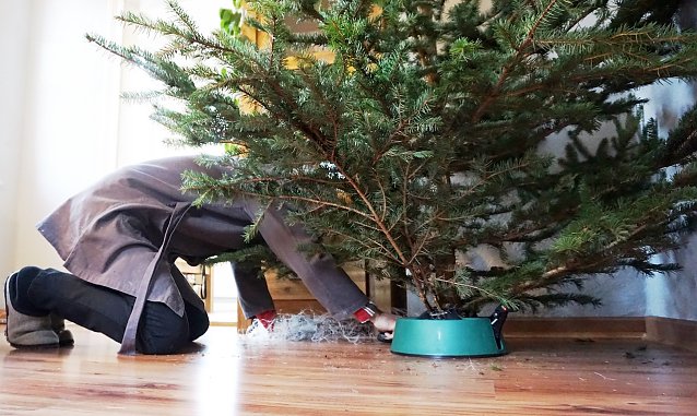 Bild: Jedes Jahr eine Herausforderung: Bei Beachtung einiger F&ouml;rster-Tipps bleibt die Harmonie unterm Weihnachtsbaum erhalten