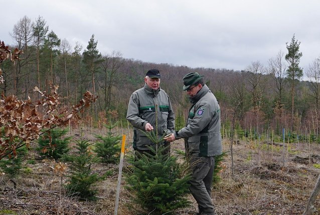 Bild: lli Kl&uuml;&szlig;endorf (Forstamt Sondershausen) und Dr. Horst Spro&szlig;mann (Th&uuml;ringenForst-Zentrale) pr&uuml;fen die Vitalit&auml;t der Klimabaumarten