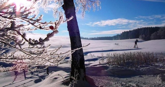 Bild: B&auml;ume trotzen den heimischen Wintertemperaturen mit unterschiedlichen &Uuml;berlebensstrategien