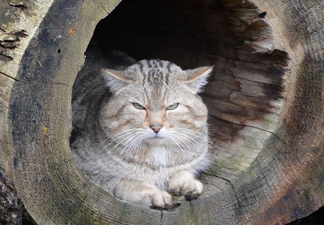 Bild: Wildkater Emil wartet auf G&auml;ste