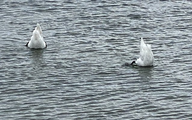 Bild: Am, auf und im Stausee 