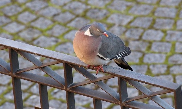 Bild: Die Ringeltaube