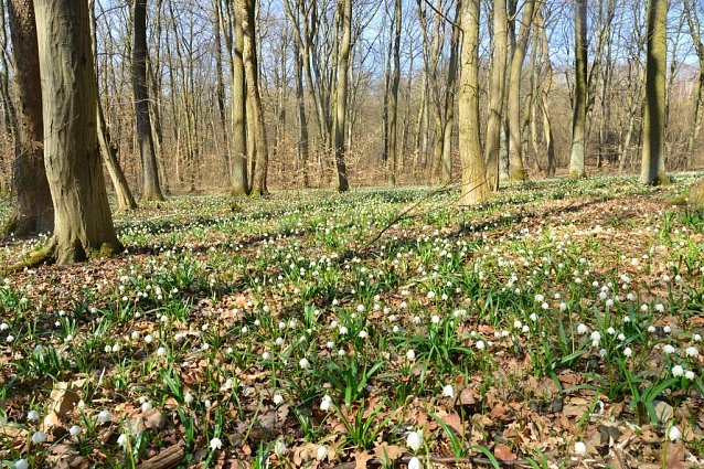 Bild: Der M&auml;rzenbecher geh&ouml;rt zu den typischen (Vor)Fr&uuml;hlingsboten dann noch weitgehend winterkahler Lau