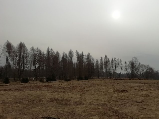 Bild: In Sophienhof verschwand die Sonne heute morgen noch hinter einem Wolkenschleier