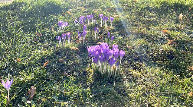 Bild: Der Fr&uuml;hling kommt weiter mit Nachtfr&ouml;sten 