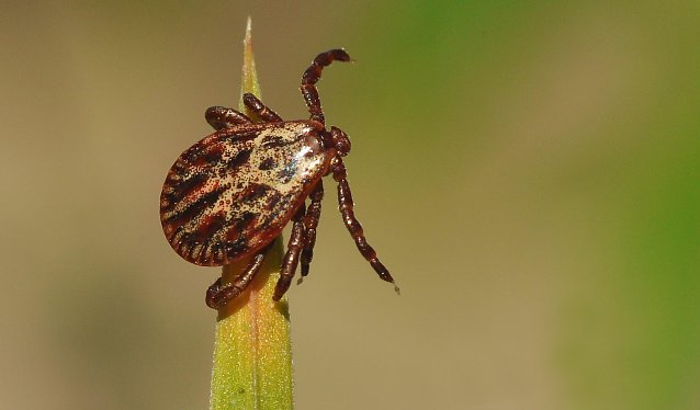 Bild: Neben dem Hausbock finden sich als Klimawandelfolge zunehmend auch exotische Zeckenarten in Th&uuml;ringens W&auml;ldern, so etwa die Auwaldzecke