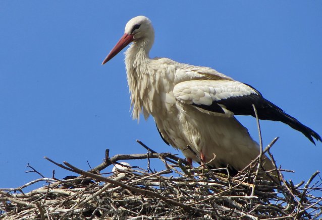 Bild: Storch in seinem Horst