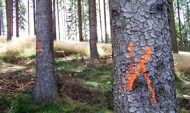Bild: Gekennzeichnete K&auml;fer-B&auml;ume