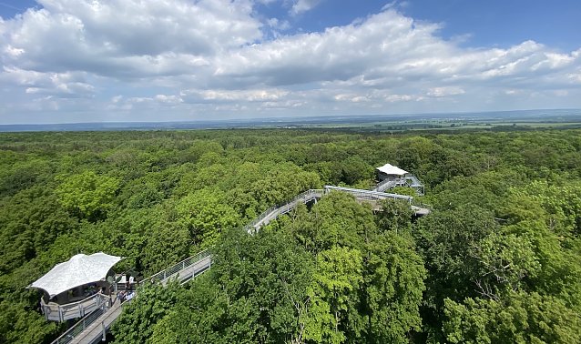 Bild: Der Baumkronenpfad im Hainich
