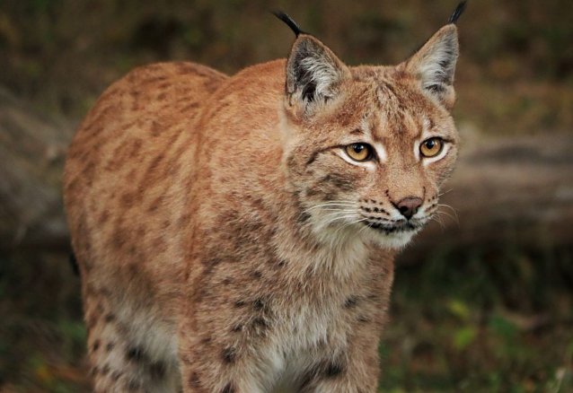 Bild: Luchsin Kaja im Wildkatzendorf