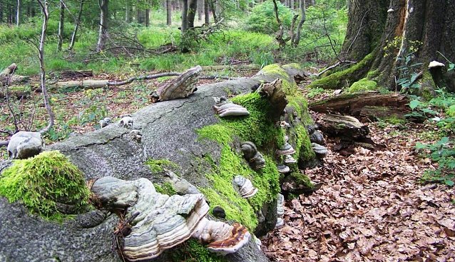 Bild: Mit stehendem und liegendem Totholz werden, neben vielen weiteren Ma&szlig;nahmen, nachhaltig und naturnah bewirtschaftete W&auml;lder &ouml;kologisch weiter aufgewertet.
