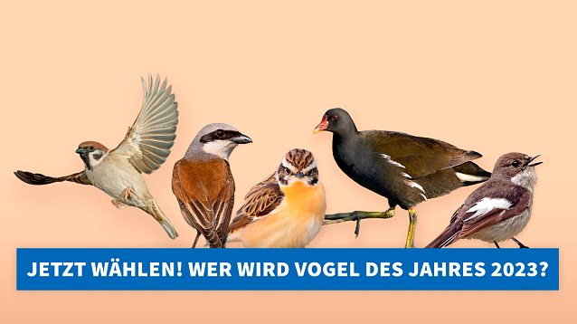 Bild: Im September wird wieder der Vogel des Jahres gesucht