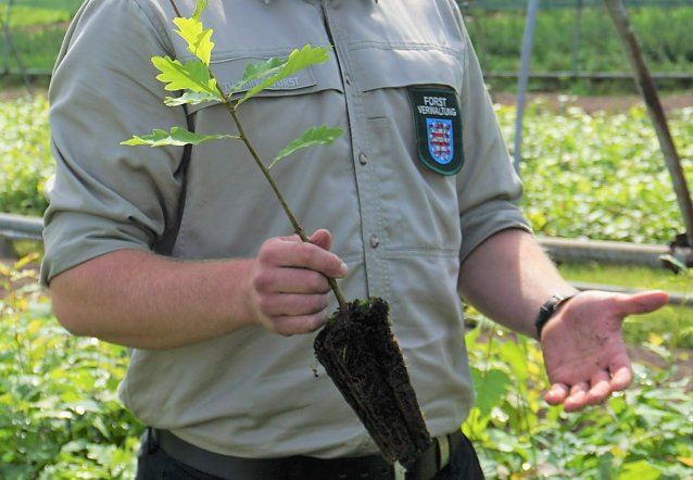 Bild: Praxisforschung bei Th&uuml;ringenForst: Forstkulturen sollen verst&auml;rkt mit wurzeloptimierten Pflanzen, wie hier eine Eichen-Containerpflanze, an die klimawandelbedingten D&uuml;rrephasen angepasst werden