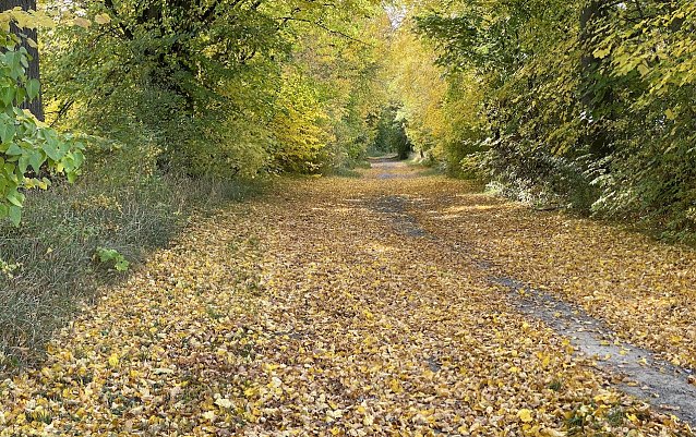 Bild: Herbstlaub. Wohin damit?