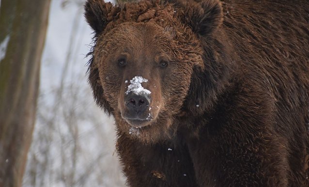 Bild: Wilde Adventszeit im B&auml;renpark